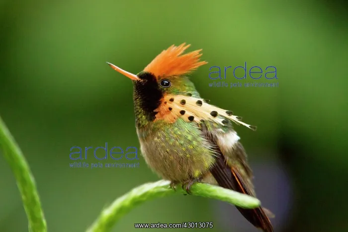: Tufted Coquette Hummingbird male perched on Verbena : Tufted Coquette Hummingbird male perched on Verbena