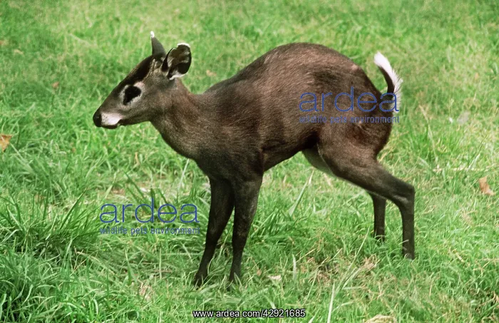 : Tufted Deer : Tufted Deer
