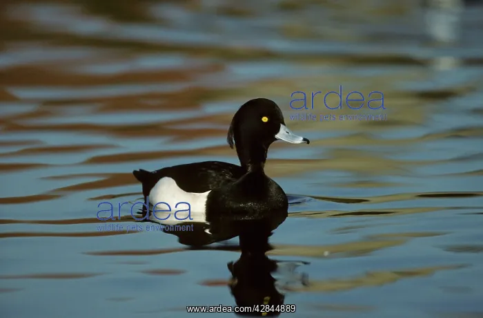  : Tufted Duck