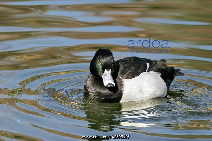 : Tufted Duck : Tufted Duck