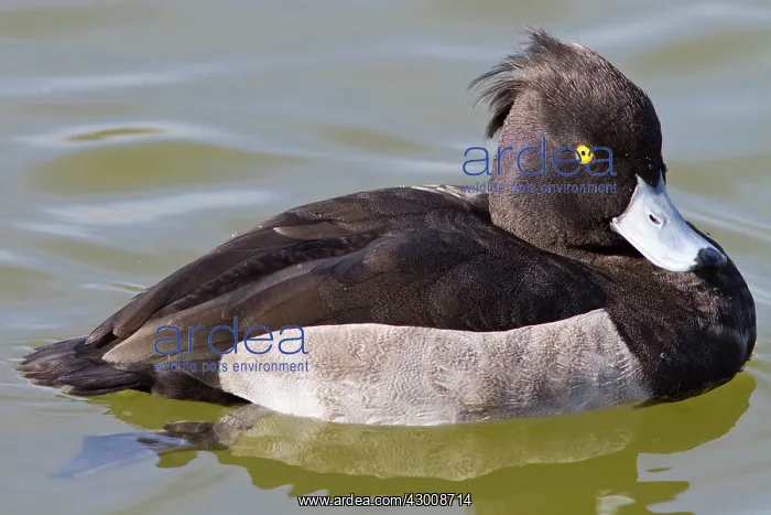 : Tufted Duck : Tufted Duck