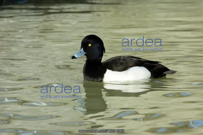 : Tufted Duck : Tufted Duck
