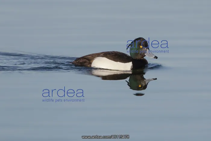 : Tufted Duck : Tufted Duck