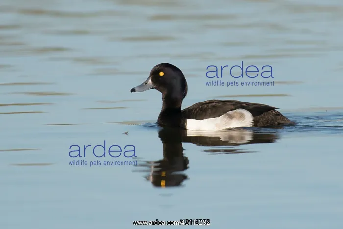 : Tufted Duck : Tufted Duck