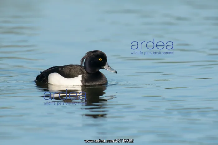 : Tufted Duck : Tufted Duck