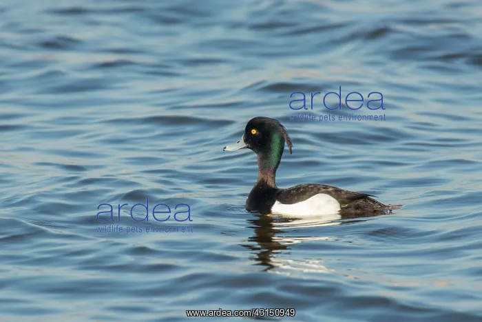 : Tufted Duck : Tufted Duck