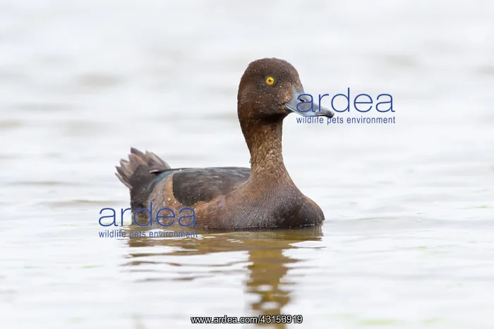 : Tufted Duck : Tufted Duck