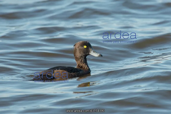 : Tufted Duck : Tufted Duck