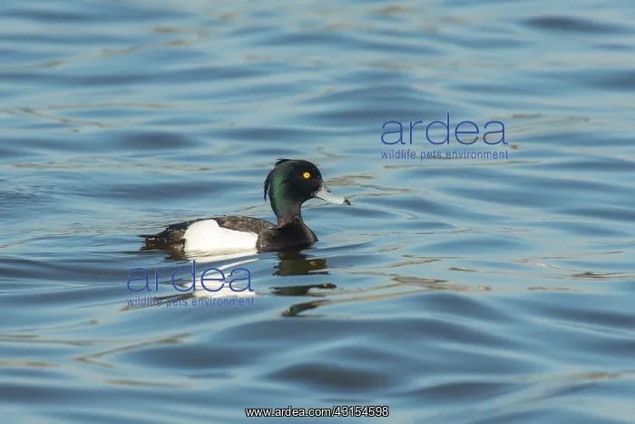 : Tufted Duck : Tufted Duck