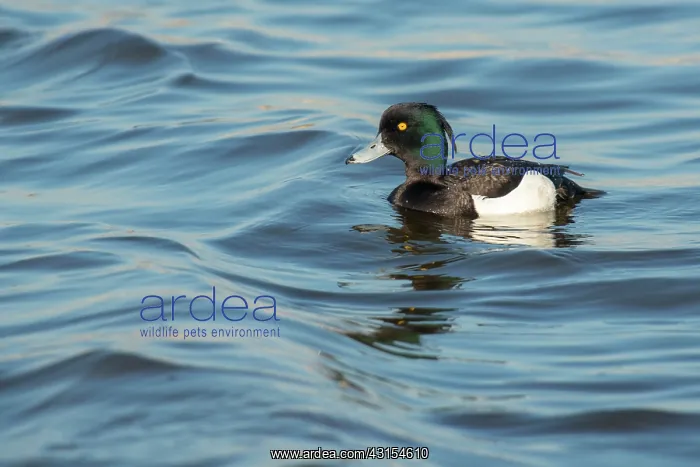 : Tufted Duck : Tufted Duck