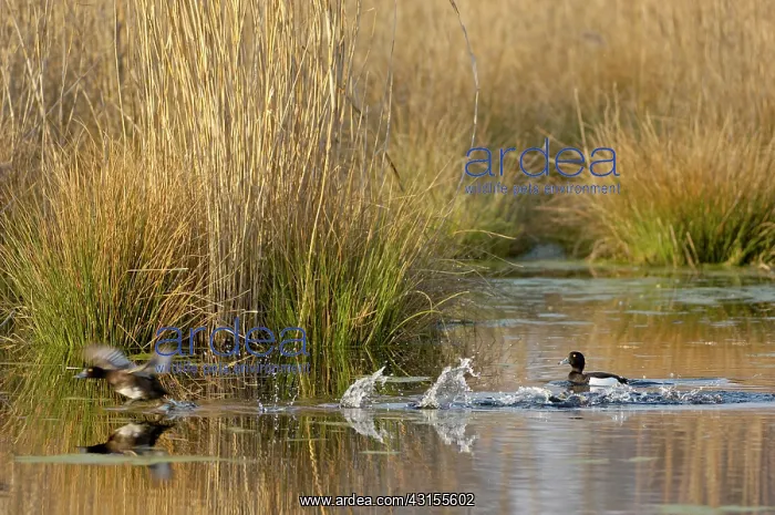 : Tufted Duck : Tufted Duck