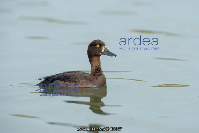 : Tufted Duck : Tufted Duck