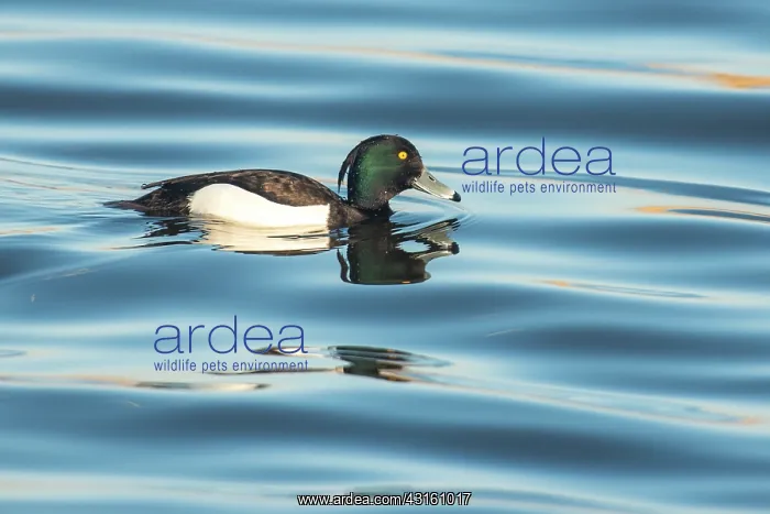 : Tufted Duck : Tufted Duck