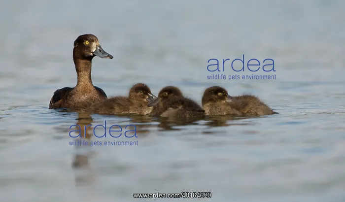 : Tufted Duck : Tufted Duck