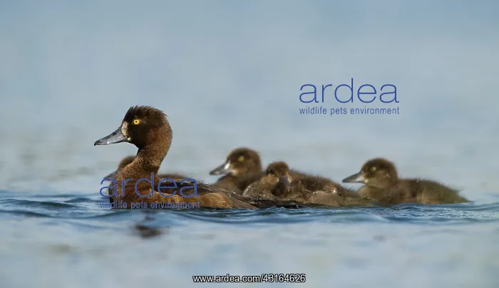 : Tufted Duck : Tufted Duck