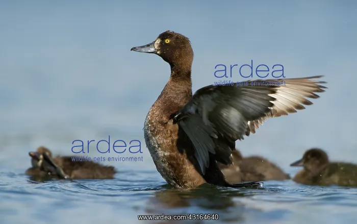 : Tufted Duck : Tufted Duck