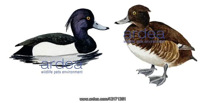 : Tufted Duck : Tufted Duck