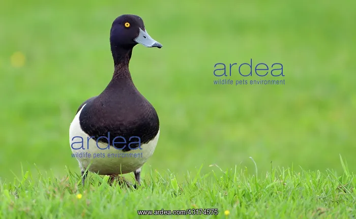 : Tufted Duck : Tufted Duck