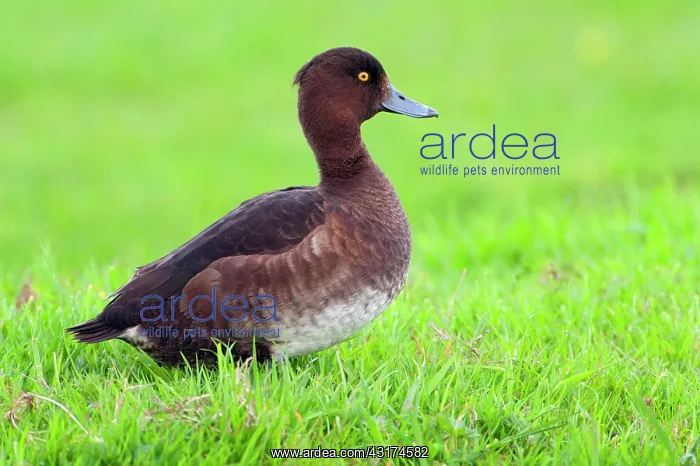 : Tufted Duck : Tufted Duck