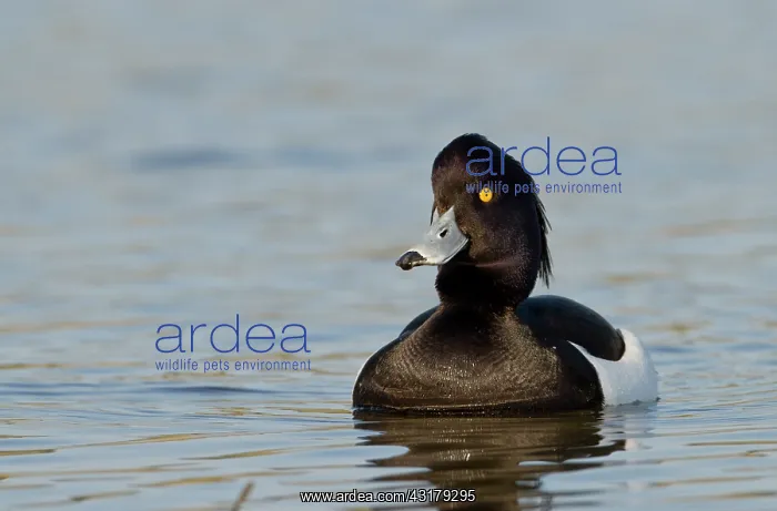: Tufted Duck : Tufted Duck