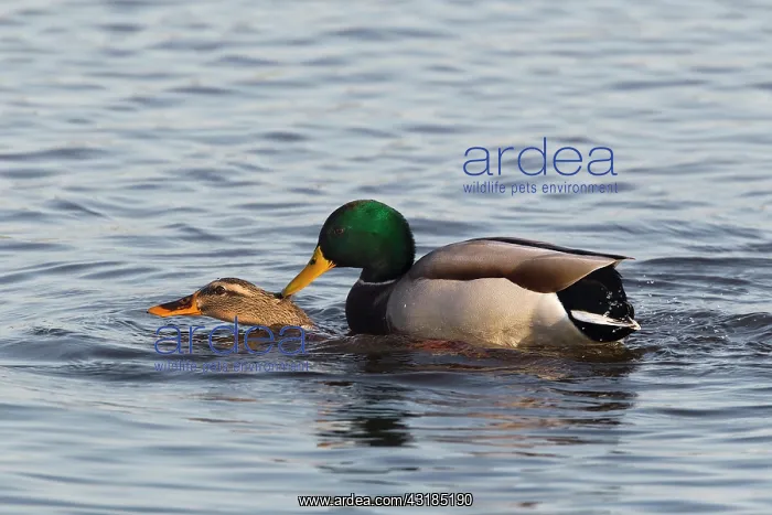 : Tufted Duck : Tufted Duck