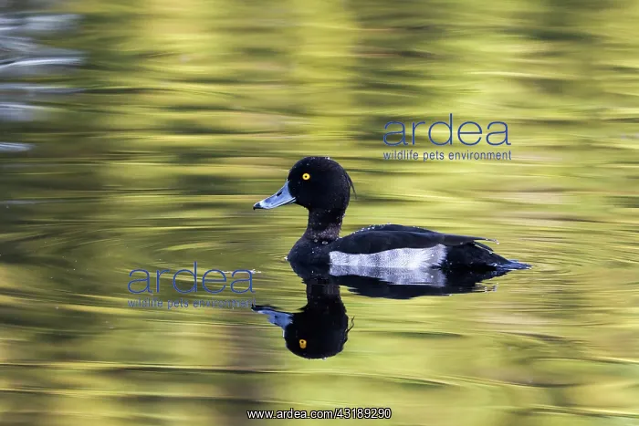 : Tufted Duck : Tufted Duck