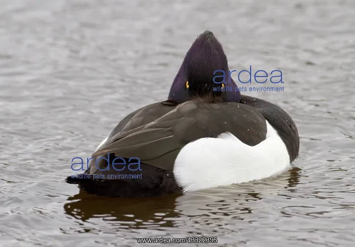 : Tufted Duck : Tufted Duck