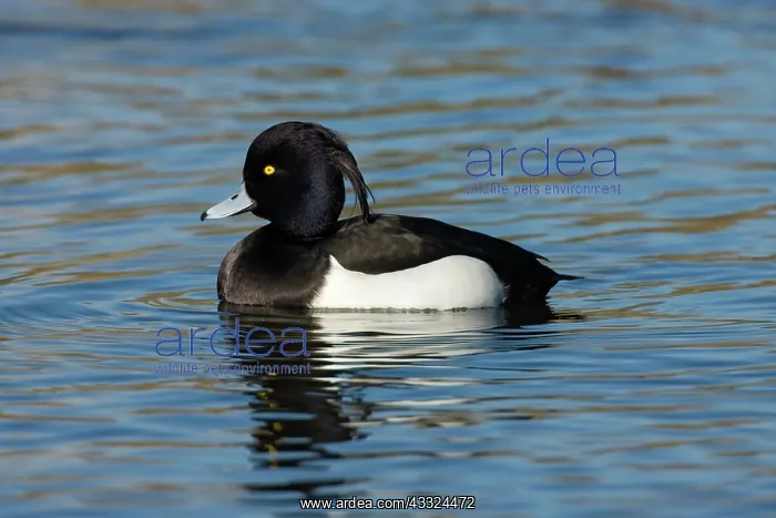 : Tufted Duck : Tufted Duck