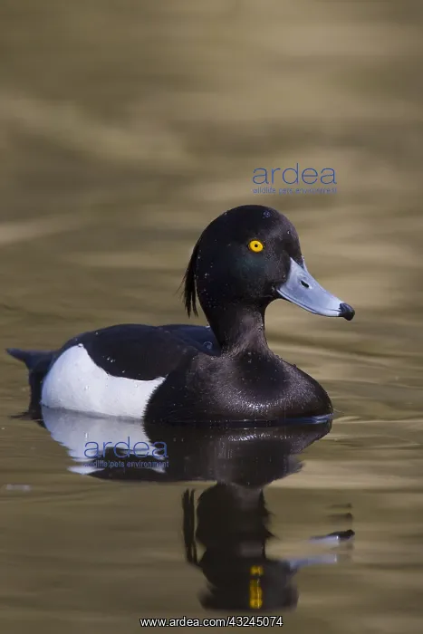  : Tufted Duck - adult drake - Germany