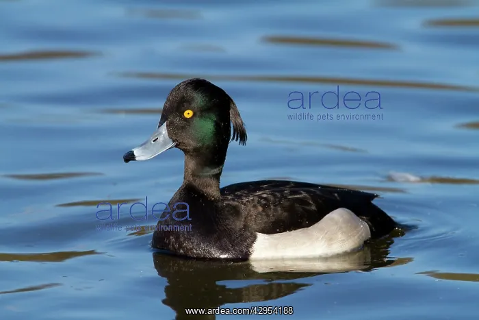 : Tufted Duck - adult drake on water : Tufted Duck - adult drake on water