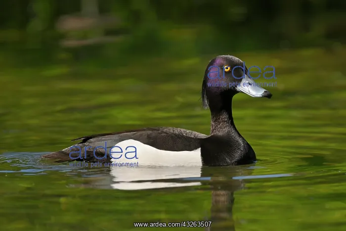 : Tufted duck (Aythya fuligula), drake, swimming in : Tufted duck (Aythya fuligula), drake, swimming in