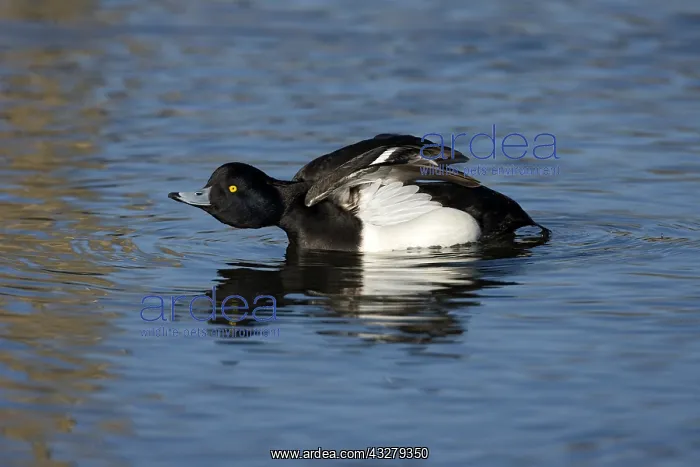 : Tufted Duck (Aythya fuligula) male stretching : Tufted Duck (Aythya fuligula) male stretching