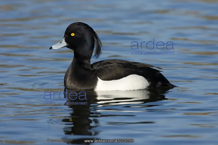 : Tufted Duck (Aythya fuligula) male swimming, Fl : Tufted Duck (Aythya fuligula) male swimming, Fl
