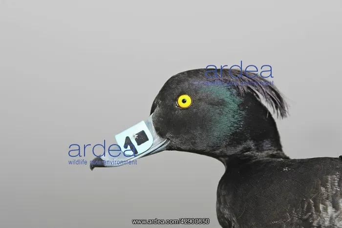 : Tufted Duck - Captured with identification tag on beak : Tufted Duck - Captured with identification tag on beak