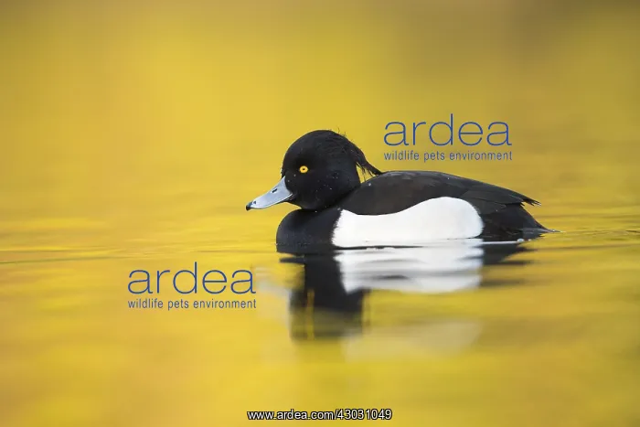 : Tufted Duck - Cornwall - UK