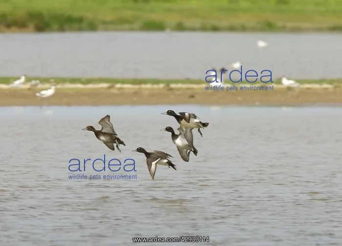 : Tufted Duck - Courting males chasing female, In flight : Tufted Duck - Courting males chasing female, In flight