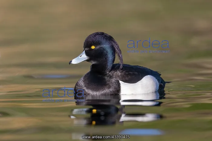 : Tufted Duck - Drake - UK : Tufted Duck - Drake - UK