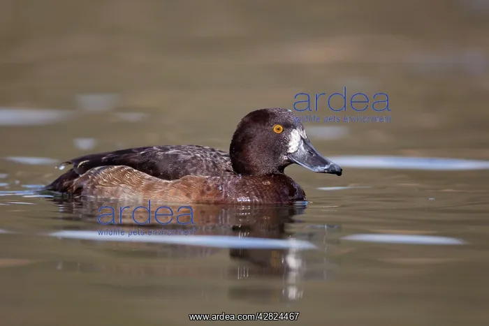 : Tufted Duck - female : Tufted Duck - female