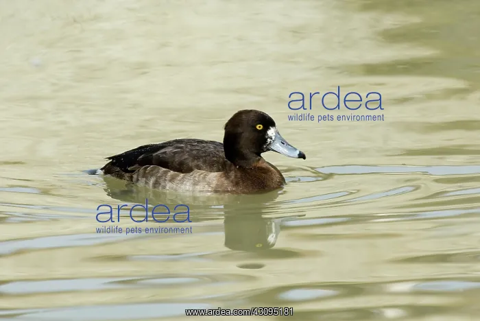 : Tufted Duck female : Tufted Duck female