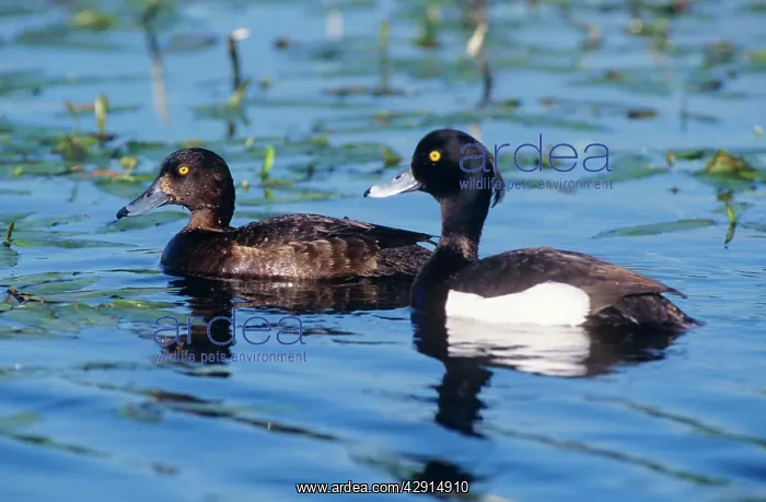 : Tufted Duck - female & male : Tufted Duck - female & male