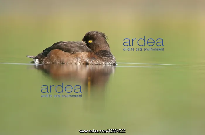 : Tufted Duck - Female sleeping : Tufted Duck - Female sleeping