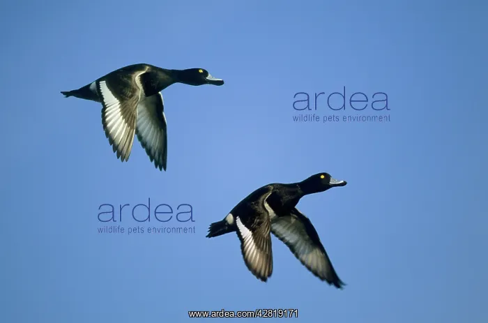  : Tufted Duck - in flight