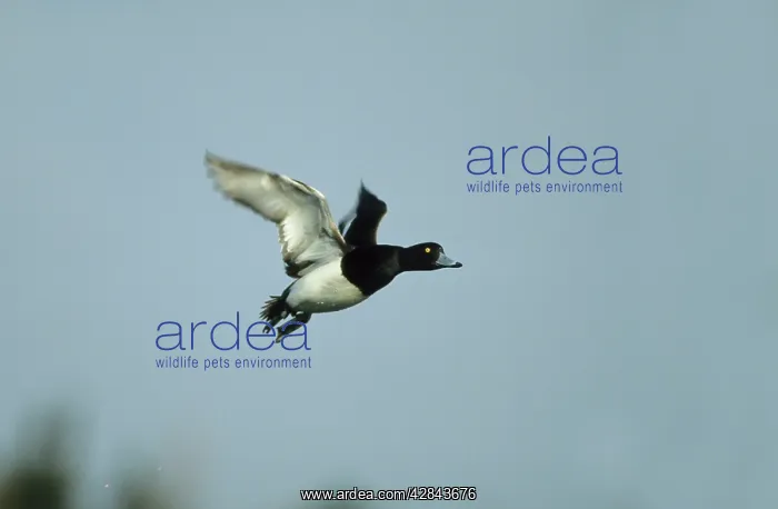  : Tufted Duck - In flight