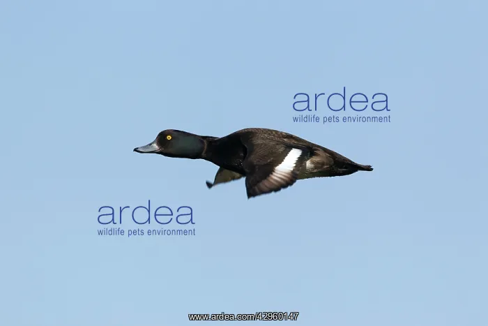 : Tufted Duck - in flight : Tufted Duck - in flight