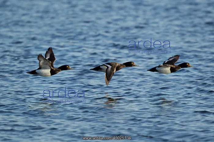 : Tufted Duck - in flight over water : Tufted Duck - in flight over water