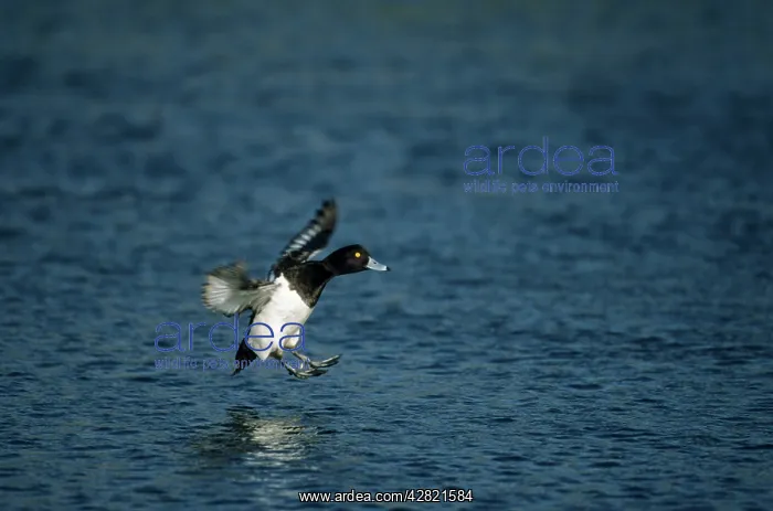 : Tufted Duck - Landing : Tufted Duck - Landing