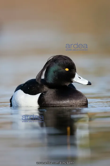 : Tufted Duck - male : Tufted Duck - male