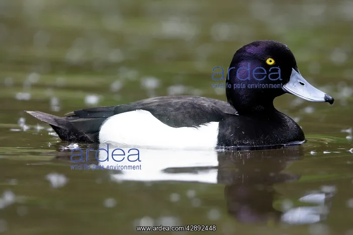 : Tufted Duck - Male : Tufted Duck - Male