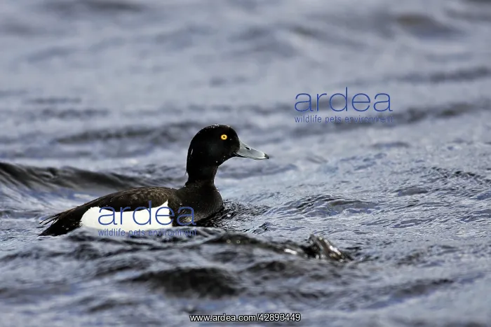 : Tufted Duck - male : Tufted Duck - male