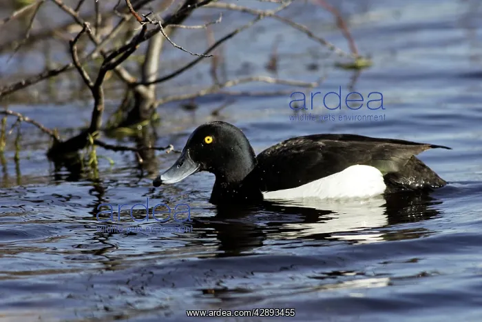 : Tufted Duck - male : Tufted Duck - male